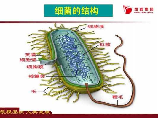 单独的病原微生物是什么？植物病原支原体是-图2