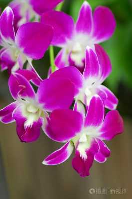 紫色兰花的花语是什么（紫色兰花值钱吗）