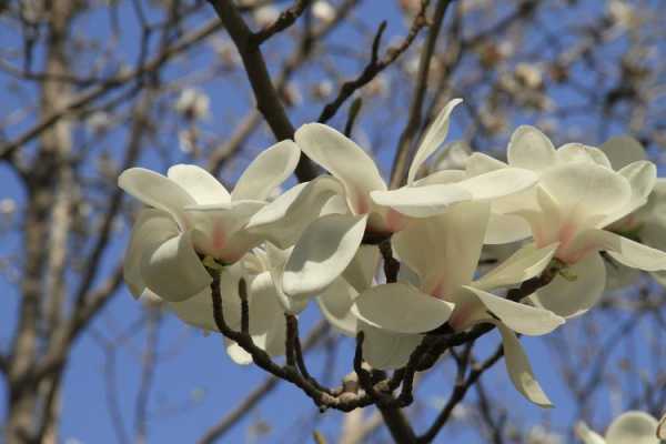 玉兰花季节（玉兰花在什么季节什么时间开放）-图2