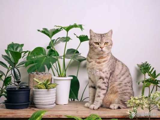 家有猫咪适宜养的大型绿植？猫跟什么植物好-图2