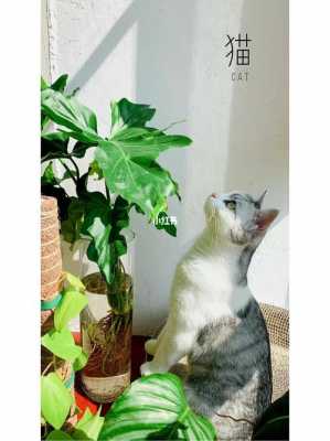 家有猫咪适宜养的大型绿植？猫跟什么植物好-图3