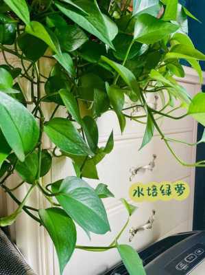 绿萝的养殖方法？植物绿萝怎样养殖