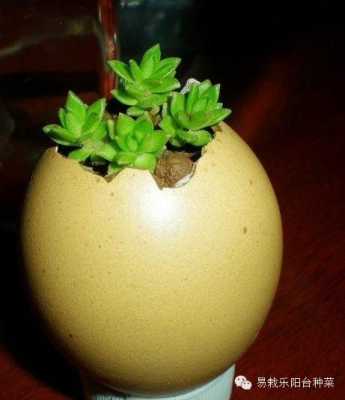 蛋壳种菜的正确方法？什么植物适合放蛋壳-图1