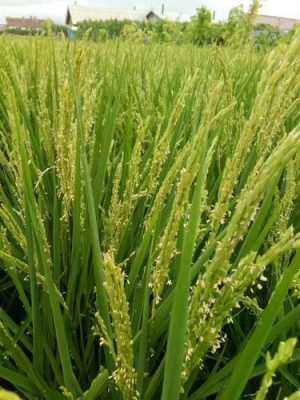 大米是什么植物？水稻是哪种植物