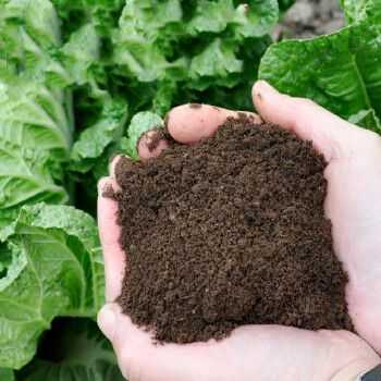 沙土壤适合种植什么蔬菜和树苗？什么植物喜欢沙土壤-图3