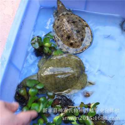 甲鱼在鱼缸里怎么养？水玍植物养甲鱼-图3