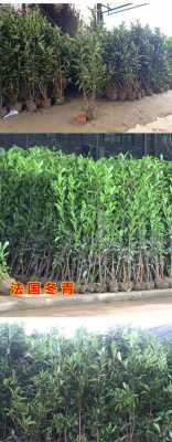 法国冬青绿篱种植方法？冬青植物怎么养殖技术-图1