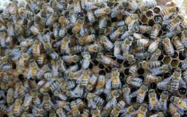 中蜂如何夏繁？中蜂夏天蜜源植物