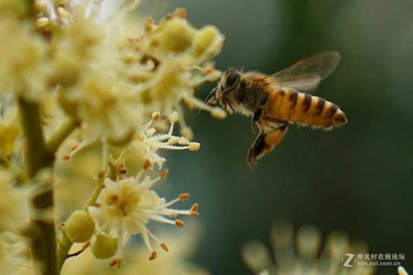 蜜蜂花怎么吃？植物花蜜可以吃吗