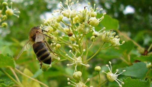 广东七月份蜜源植物？木本植物蜂蜜价格
