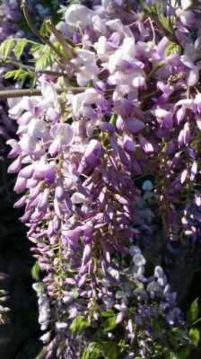 像紫藤一样是什么品种？银藤植物图片