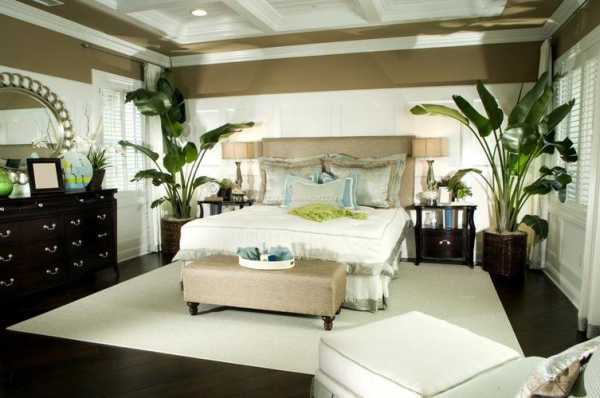 卧室里最多能摆放几盆绿色植物？卧室可以摆放什么植物-图3