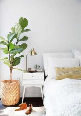 卧室里最多能摆放几盆绿色植物？卧室可以摆放什么植物-图2