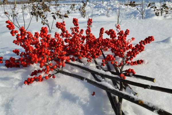 下雪的地方适合养什么？兴安雪中红植物栽培