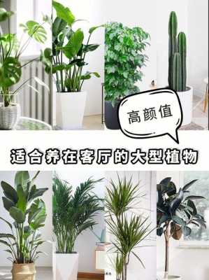 最适合客厅的30种大植物，大气又漂亮，你家有吗？什么植物合适放在客厅