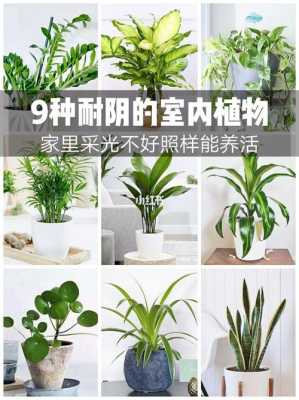 十大耐阴木本绿植？家养耐阴植物图