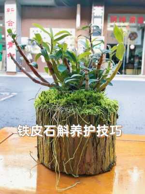 石斛养殖方法？植物石斛的养殖方法