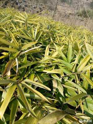 楠竹能在山东种植吗？山东蜜源植物种植