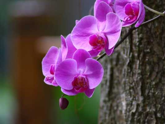 开紫色花的兰花种类（开紫色花的兰花种类图片）-图2