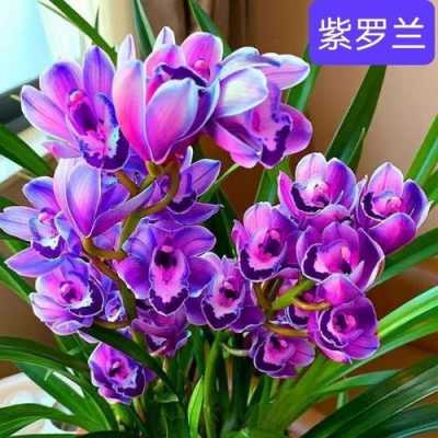 开紫色花的兰花种类（开紫色花的兰花种类图片）-图1