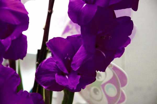 开紫色花的兰花种类（开紫色花的兰花种类图片）-图3