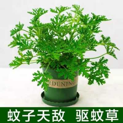 驱蚊植物排行榜前十名？吃蚊子最好的植物