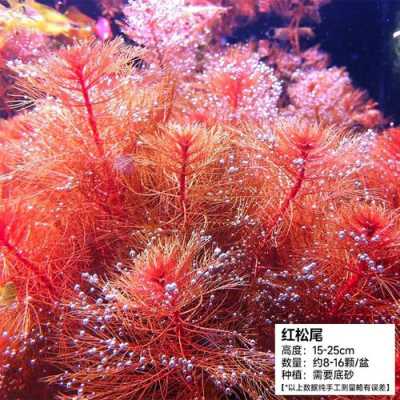 海缸里养哪些绿色植物？海底红色植物有哪些