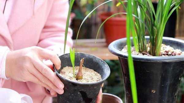 怎样修剪兰花（怎样修剪兰花芦头视频）-图2