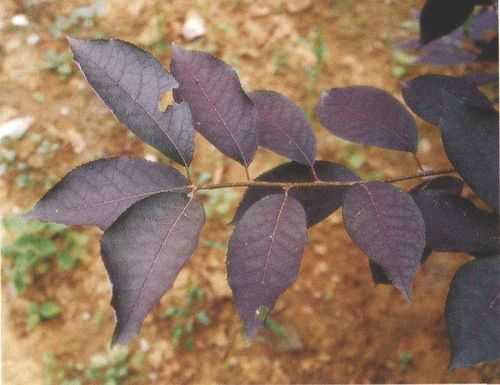 李子树叶有紫红色的吗？植物紫叶子图片大全