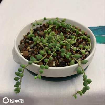 情人泪多肉怎样出锦？多肉情人泪植物