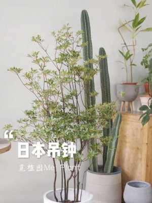 日本吊钟木可以土养吗？家里放钓钟植物好吗