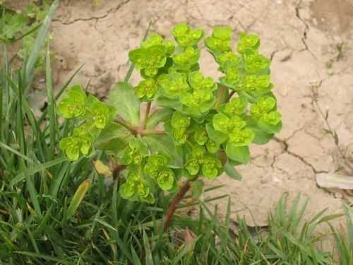 老虎眼是什么树？老虎眼植物图片-图2