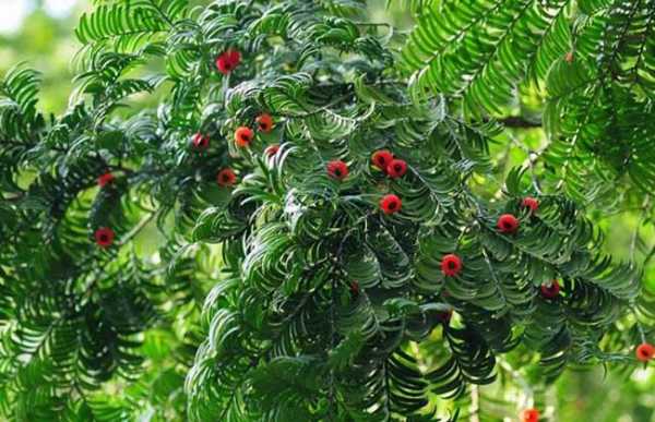 红豆树与红豆杉的区别是什么？红豆衫是什么植物