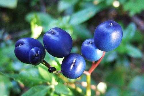 蓝色的水果有哪些？杜鹃科的主要蜜源植物