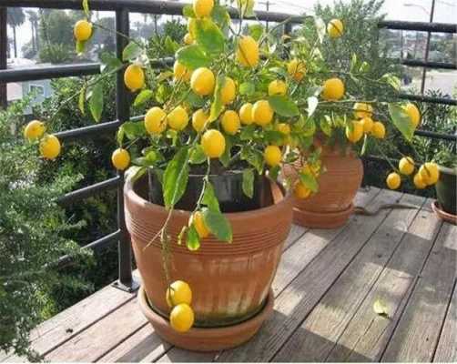掌握这9个细节盆栽柠檬，没几天就爆盆不断太喜人了？种植植物柠檬盆栽图片大全-图1