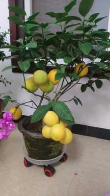 掌握这9个细节盆栽柠檬，没几天就爆盆不断太喜人了？种植植物柠檬盆栽图片大全-图2