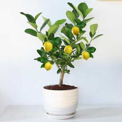 掌握这9个细节盆栽柠檬，没几天就爆盆不断太喜人了？种植植物柠檬盆栽图片大全-图3