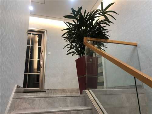 楼梯间拐弯出适合养什么植物？最大的盆栽植物技术