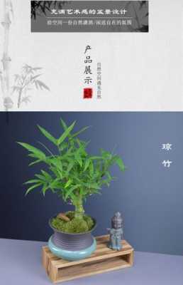 竹子盆栽有哪几种？竹子盆栽植物图片
