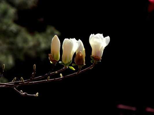 玉兰花与广东白玉兰花（广东白玉兰花的寓意和风水）