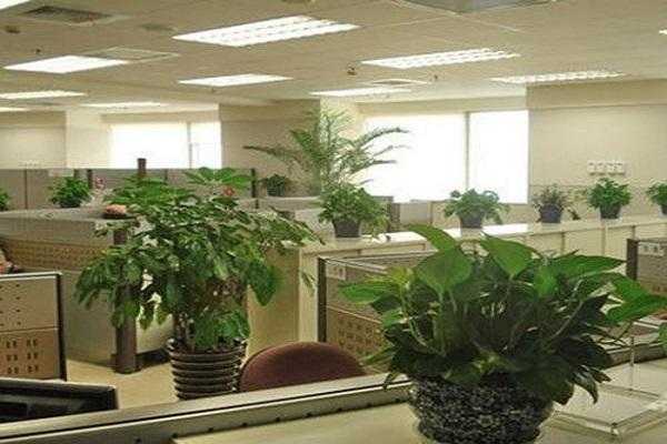 医院办公室适合放什么绿植？办公室内植物变黄