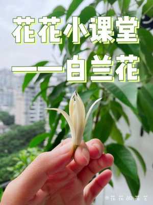 白兰花的养护（白兰花的养护管理）