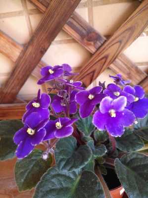 紫罗兰花几年开花（紫罗兰花花期多长时间）