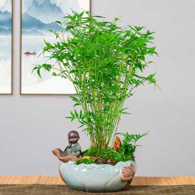 小米竹盆景的养殖方法？植物盆栽竹的养殖方法