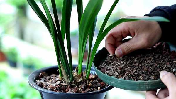 家庭兰花的养殖方法（家养兰花的种植方法和技巧视频）
