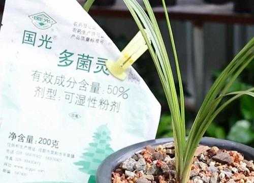 多菌灵能直接浇兰花吗（多菌灵治疗兰花黑斑）