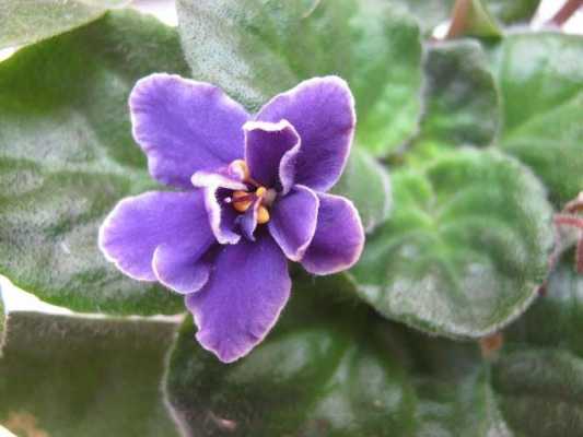 紫罗兰花有几瓣（紫罗兰花有几瓣叶子）-图2