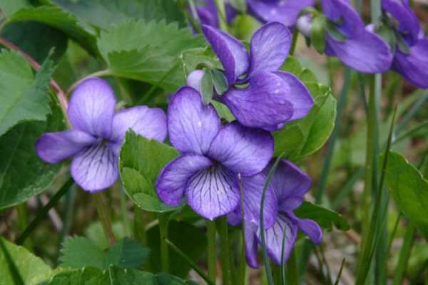 紫罗兰花有几瓣（紫罗兰花有几瓣叶子）-图3