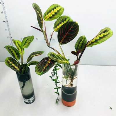 红蜻蜓竹芋的养殖方法竹竽类植物图片