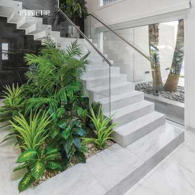 楼梯间拐弯出适合养什么植物？银边植物怎么培育出来